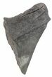 Partial, Serrated, Megalodon Tooth #48381-1